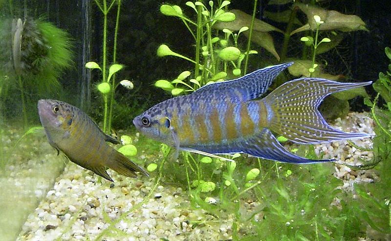 بهشتی - paradise fish  