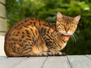 معرفی گربه به عنوان یک حیوان خانگی پرطرفدار