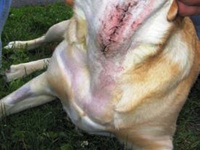 اطلاعیه مهم: جلوگیری از جراحی حنجرۀ سگها