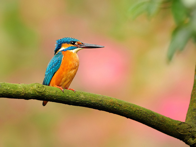  عکس های بسیار زیبا از پرندگان آثار عکاس Sushyue Liao