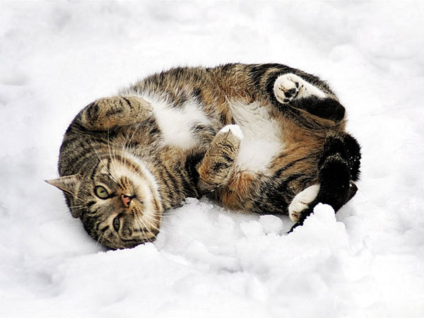 تصاویری بسیار زیبا از شیطنت گربه ها روی برف