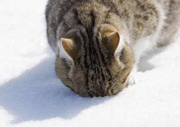 تصاویری بسیار زیبا از شیطنت گربه ها روی برف