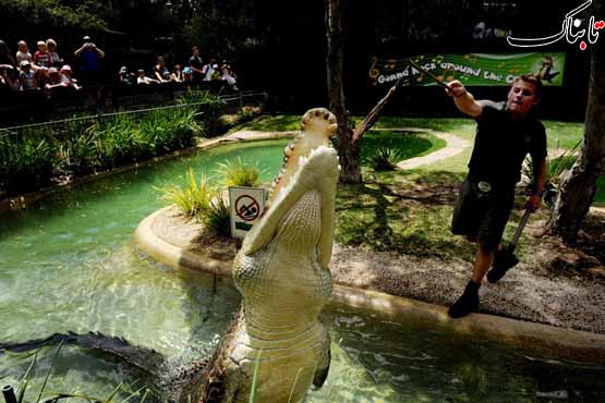 شکار ماشین چمن زنی توسط تمساح/ عکس 