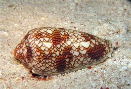 حلزون دریایی
