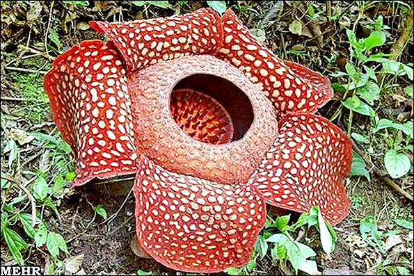 عجیب‌ترین گیاهان دنیا/ گول ظاهر زیبا را نخورید