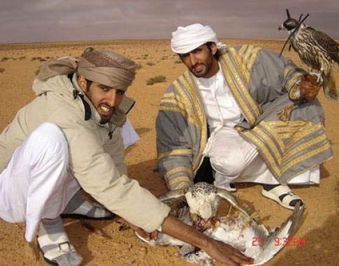 شکارچیان هوبره در راه بوشهر