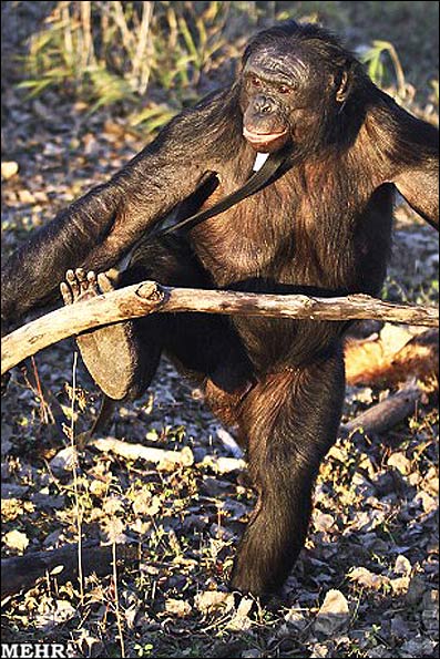 تصاویری تماشایی از شامپانزه ای که آشپزی می کند 