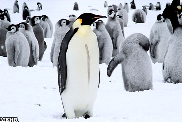 بازدید از قلمرو پنگوئنها/ تصاویری تماشایی از دنیای پرندگان قطبی 