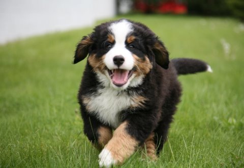 پیشگیری از ادرارکردن سگ از روی هیجان 