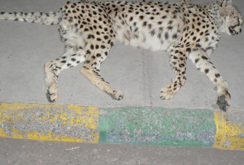 خطرسازی برای یوزپلنگ‌ ایرانی/ احداث جاده در زیستگاه نادرترین گونه کشور