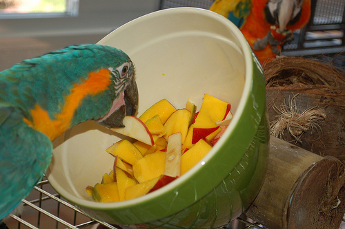 اصلاح رژیم غذایی پرندگان خانگی 