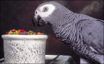 اصلاح رژیم غذایی پرندگان خانگی 