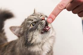 بهداشت دهان و دندان گربه