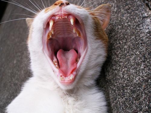 بهداشت دهان و دندان گربه