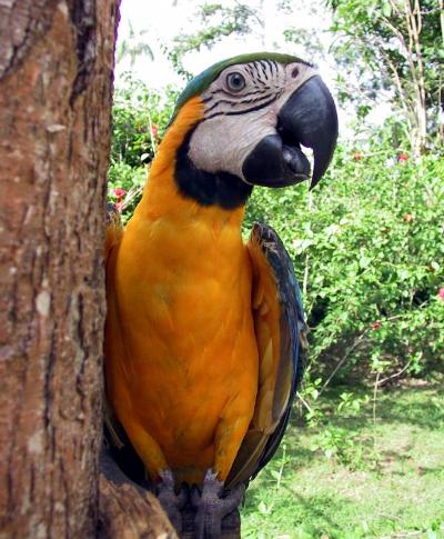 غذاهای مورد نیاز ماکائو Macaws Nutrition 