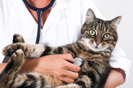 تشخیص زود هنگام سرطان در گربه ها 