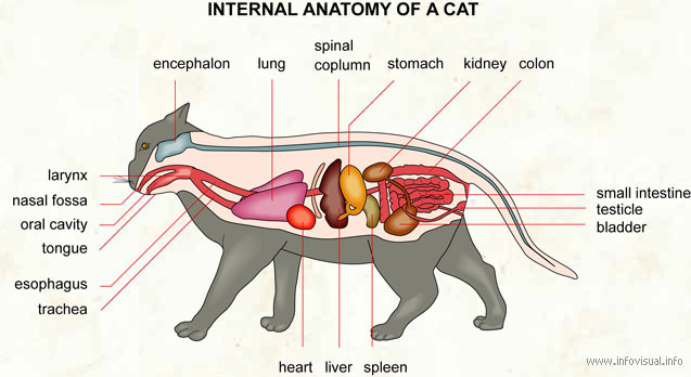 آنچه که در زمان بیماری گربه و بردن به نزد دامپزشک باید بدانیم 