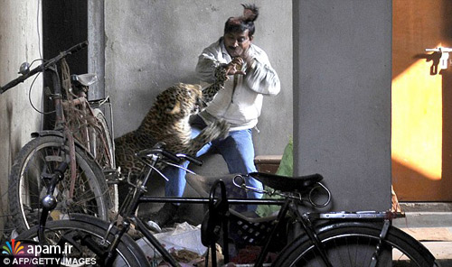 حمله وحشتناک یوزپلنگ وحشی به مرد هندی / عکس
