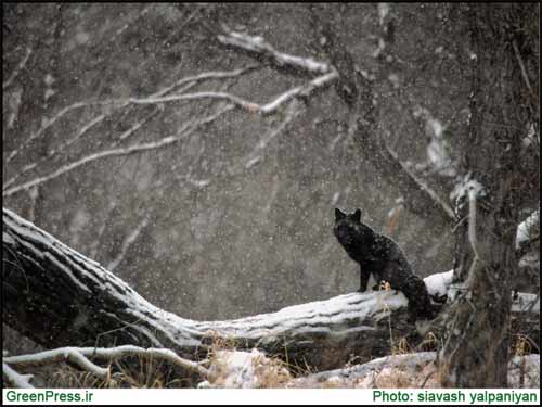 تصاویری زیبا از گرگ های ایران 