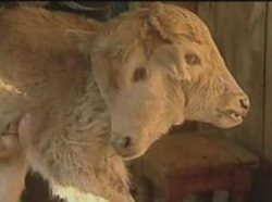 گوسفندی با دو سر و شش دست و پا متولد شد