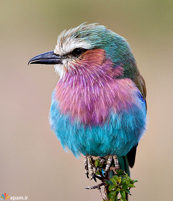 عکس هایی جالب و زیبا از انواع پرندگان