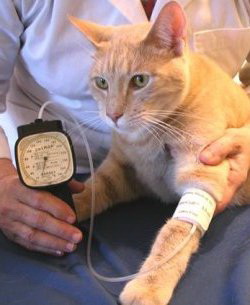 فشار خون بالا در گربه ها