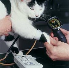 فشار خون بالا در گربه ها