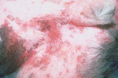 عفونت های شایع پوستی در گربه ها