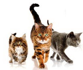 علائم لپتوزپیروز در گربه ها