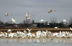 پرندگان به صورت بی سابقه ای به تالاب انزلی مهاجرت كردند