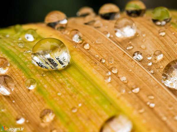 قطرات باران,زیباترین,قطره
