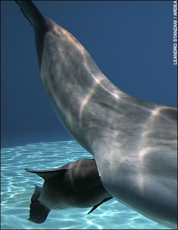 تولد یک دلفین/ تصویری