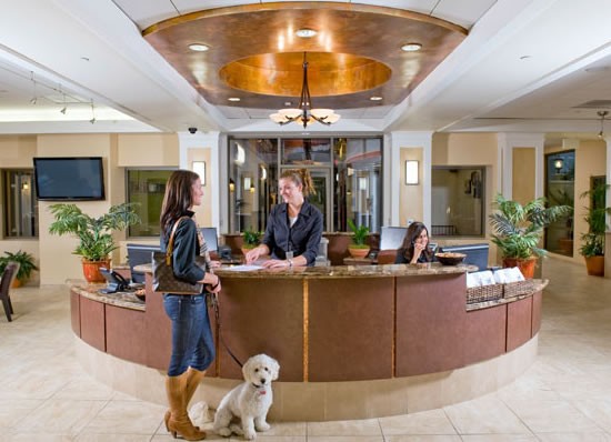 هتل شگفت انگیز سگ و گربه در کالیفرنیا/ تصویری