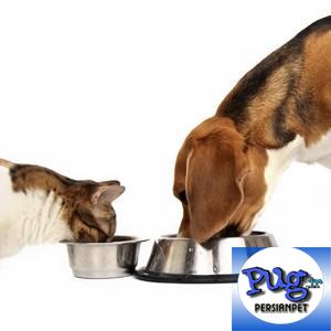 آیا دادن غذای گربه به سگ کار درستی است؟