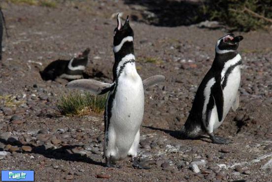 پنگوئن‌های خپل
