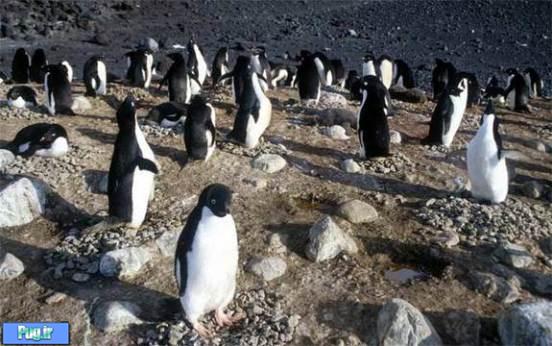 پنگوئن‌های خپل