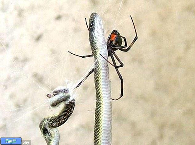 عنکبوتی که مار می‌خورد+‌تصاویر