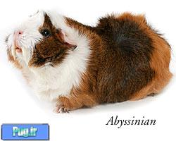 خوکچه هندی حبشه ای (Abyssinian Guinea Pig)