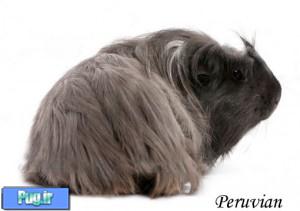 خوکچه هندی پرویی (Peruvian Guinea Pig)