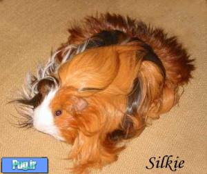 خوکچه هندی سیلکی (ابریشمی) (Silkie Guinea Pig)