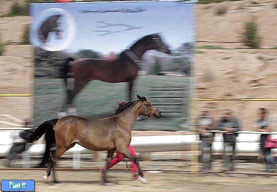 جشنواره زیبایی اسب در اهواز/ تصویری