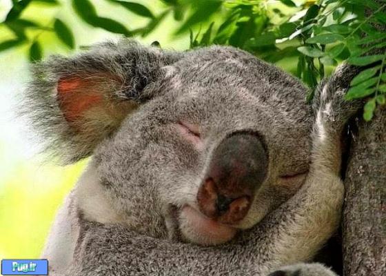 thumbs koala sleep Cute Animal Pictures