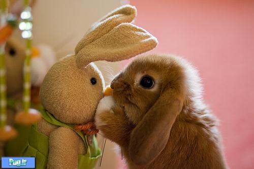 عکس هایی از بامزه ترین خرگوش های دنیا