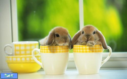 عکس هایی از بامزه ترین خرگوش های دنیا