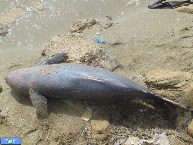 مشاهده یک قطعه پورپویز در ساحل نیروگاه اتمی بوشهر
