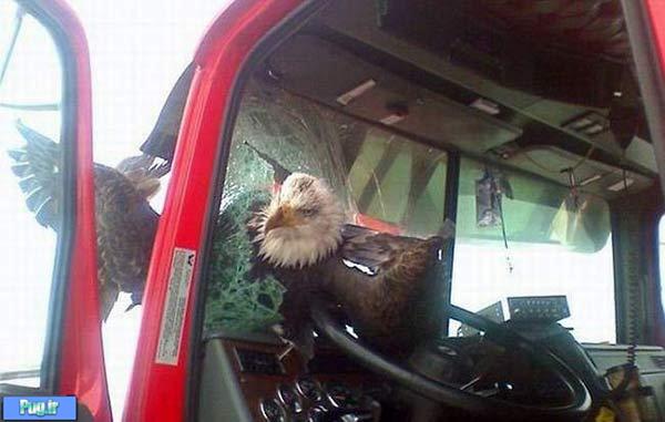 برخورد عقاب به کامیون 