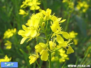 391yellow mustard flower  خواص خردل