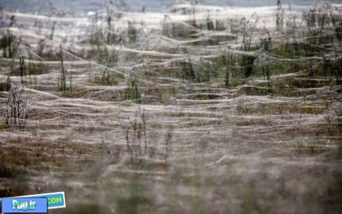 فرار 3500 استرالیایی به خاطر حمله عنکبوت ها+عکس