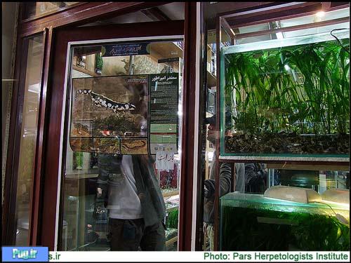 نصب پوسترهای حفاظت از سمندر امپراطور در مراکز فروش ماهی های تزئینی تهران