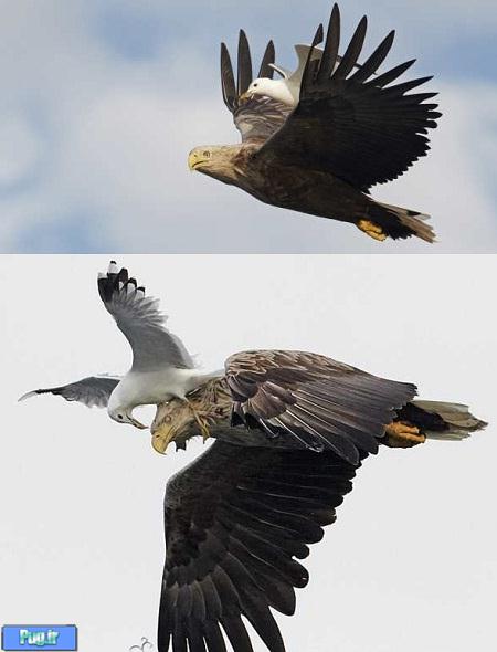 حمله یک مرغ دریایی به عقاب! +عکس